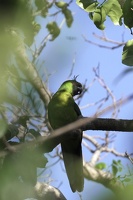 03474 ouvea parakeet v1
