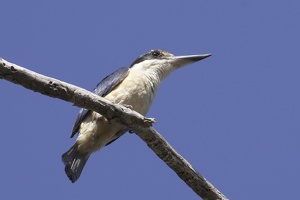 03478 society kingfisher v1