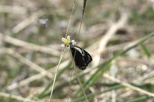 03481 caper white v1