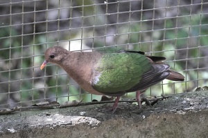 03488 pacific emerald dove v1