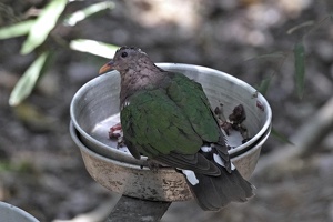 03496 pacific emerald dove v1