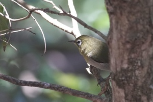 03507 silvereye v1