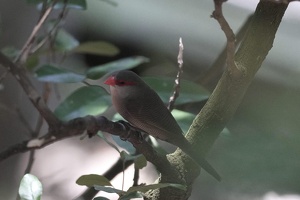 03510 red browed firetail v1