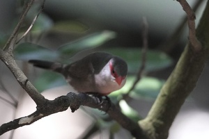 03515 red browed firetail v1