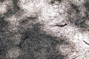 03519 red browed firetails v1