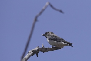 03787 white breasted woodswallow v1