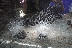 Noumea Aquarium and ACJD Tournament, December 2