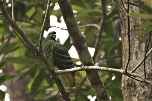Parc des Grandes Fougères, December 3