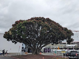 WLG-AKL-YVR, December 11