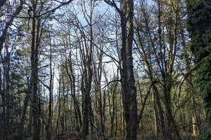 20231213 214718625 forest v1