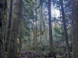 20231213 215003250 more forest