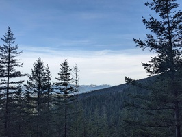 20231213 224058760 trees v1