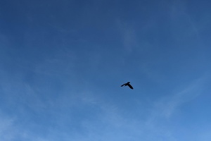 20231213 224934779 common raven v1