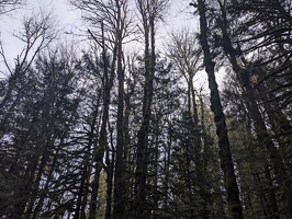 20231213 235344045 forest