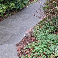 20231214 185316466 bunny v1