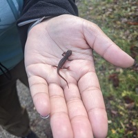 20231216 205907564 rough skinned newt v1