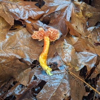 20231219 212829977 waxcaps v1