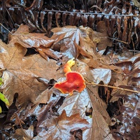 20231219 212835178 waxcaps v1