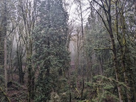 20231219 213037456 misty mossy forest v1