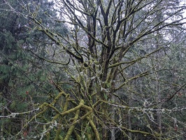 20231219 213203130 mossy branches everywhere