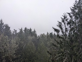 20231219 213300632 more forest