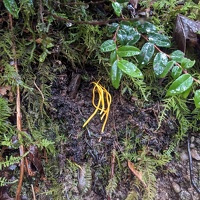 20231219 214727771 handsome club fungi v1