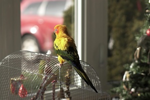 04875 bird in the suburbs v1