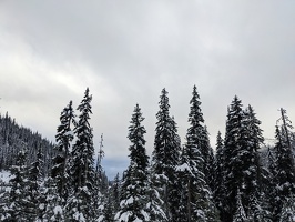 20231228 222346110 snowy trees