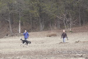05163 dogwalking v1