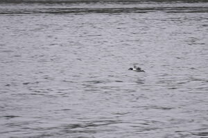 05170 common goldeneye in flight v1