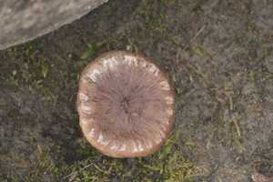 05207 deer mushroom