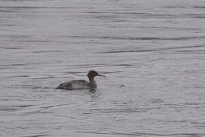 05211 red breasted merganser v1