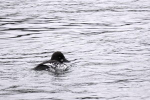 05224 common goldeneye v1