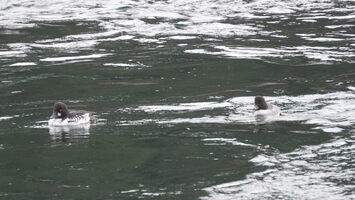 05232 common goldeneyes v1