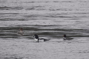 05240 goldeneyes and merganser v1