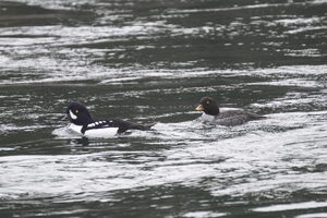 05260 barrows goldeneyes v1