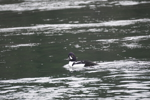 05265 barrows goldeneye