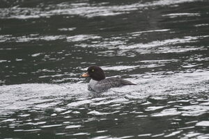 05266 female barrows goldeneye v1