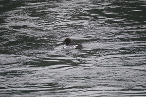 05279 common goldeneye