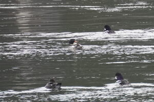 05300 common merganser with 3 barrows goldeneyes v1