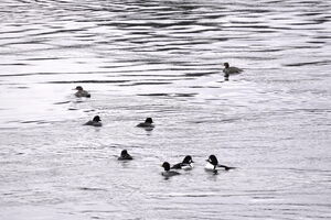 05306 goldeneyes and mergansers v1