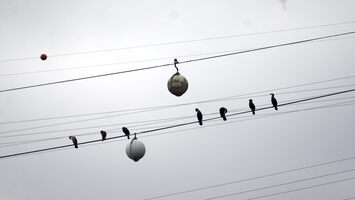 05310 double chested cormorants v1