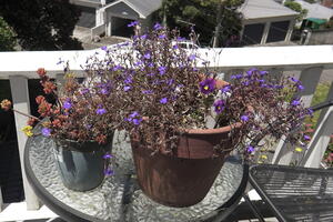 05346 january blooms v1