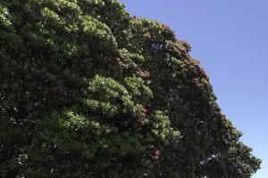 05347 wellington pohutukawa in january v1