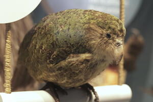 05363 kakapo v1