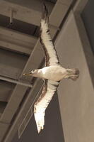 05377 albatross v1