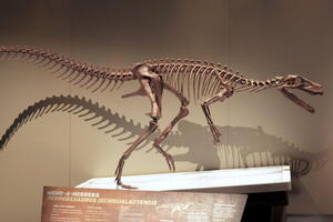 05399 herrerasaurus ischigualastensis v1-topaz-sharpen