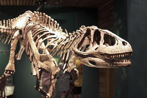 05402 eoabelisaurus v1