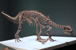 05410 leonerasaurus v1