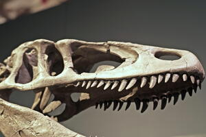 05418 condorraptor teeth v1